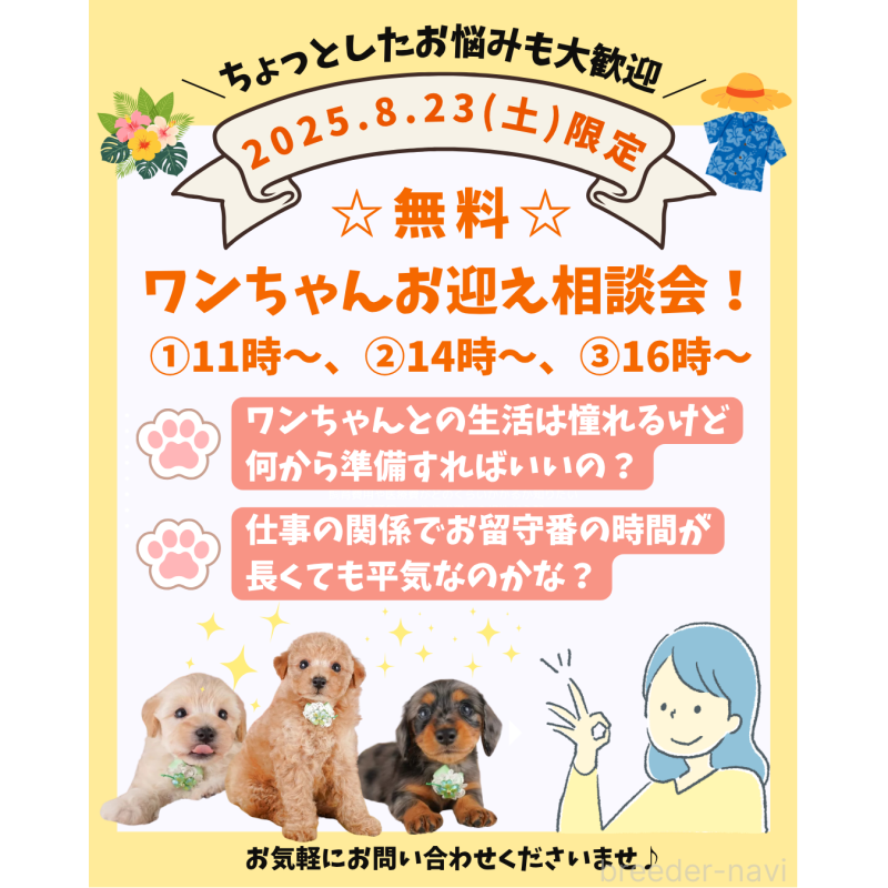 成約済の東京都のポメラニアン-391215の4枚目